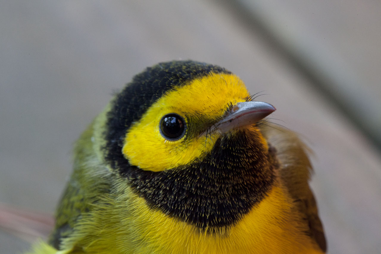 Hooded Warbler Close Up